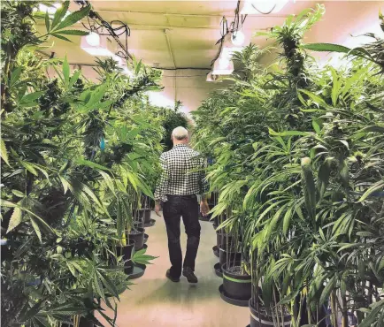  ??  ?? A marijuana researcher walks though a grow warehouse in Denver in 2015. In the new year, California will join Colorado and four other states that have legalized marijuana sales. PHOTOS BY TREVOR HUGHES/USA TODAY