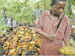  ?? //// Issouf Sanogo/afp Via Getty Images ?? Millionen Menschen in Westafrika sind von der Kakaoprodu­ktion abhängig. Sie zählen zu den Ärmsten der Welt.