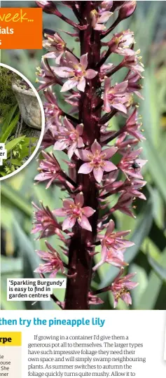  ??  ?? ‘Sparkling Burgundy’ is easy to find in garden centres