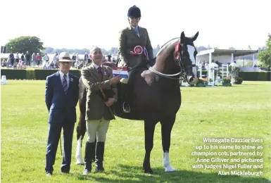  ??  ?? Whitegate Dazzler lives up to his name to shine as champion cob, partnered byAnne Gilliver and pictured with judges Nigel Fuller andAlan Mickleburg­h