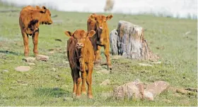  ??  ?? The cattle industry is a meaty force. A 2019 report, from the environmen­tal publicatio­n Sustainabi­lity, said its role in the state economy is ‘substantia­l.’
