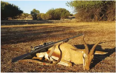  ??  ?? Hierdie springbokr­am is met my 6.5 Grendel op ongeveer 60m geskiet.