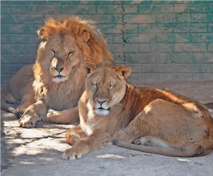  ??  ?? Leones En el Zoológico de Aldama