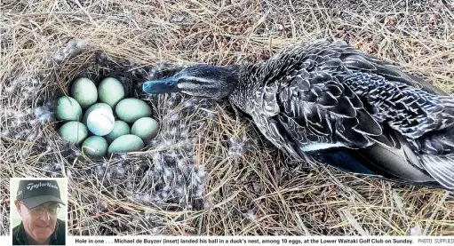  ?? PHOTO: SUPPLIED ?? Hole in one . . . Michael de Buyzer (inset) landed his ball in a duck’s nest, among 10 eggs, at the Lower Waitaki Golf Club on Sunday.