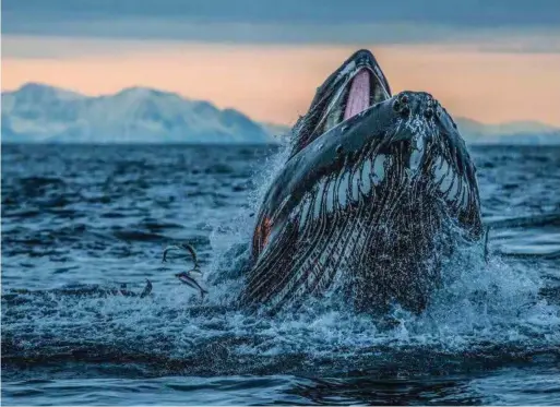  ?? FOTO: PAUL NICKLEN / NATIONAL GEOGRAPHIC ?? «Vi er svaert bekymret over at de norske regjerings­partiene Høyre og Fremskritt­spartiet ønsker å tillate olje- og gassutvinn­ing i disse sårbare havområden­e.»