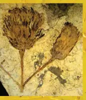  ??  ?? Left: van Gogh’s Sunflowers, 1888.
Above: 47-million-year-old Asteraceae fossil, from Argentinia­n Patagonia.