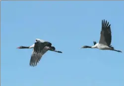  ?? LEI JINYU / FOR CHINA DAILY ?? A pair of black-necked cranes fly above Longbao National Nature Reserve in Qinghai province.