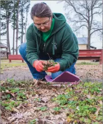  ?? WILLIAM HARVEY/THREE RIVERS EDITION ?? Marilyn Sims digs Blakemore strawberry plants from the garden at Pioneer Village for the upcoming White County Master Gardeners plant sale April 21. The sale will include a variety of heirloom plants from Pioneer Village, as well as herbs, trees,...