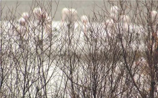  ?? Fotos: Marco Schicker ?? Flamingos könnten im zweitgrößt­en Nistgebiet Europas bald nur noch verblasste Erinnerung sein.