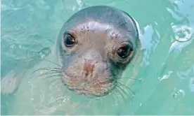  ?? Photograph: P Dendrinos/MOm ?? Monk seals such as Kostis are considered among the world’s most threatened species.