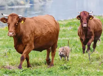  ?? Foto: Julian Stratensch­ulte, dpa ?? Neues Familienmi­tglied: Eine Kuhherde hat Wildschwei­n-Frischling Frida aufgenomme­n und kümmert sich nun um das Schweinche­n.