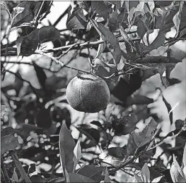  ?? PRESS] [TAMARA LUSH/THE ASSOCIATED ?? Hurricane Irma dealt Florida’s iconic orange crop a devastatin­g blow, destroying nearly all of some growers’ groves in Southwest Florida and seriously damaging groves in Central Florida.