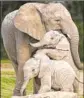  ?? Tammy Spratt San Diego Zoo ?? ELEPHANTS are featured in Animal Planet’s new documentar­y series “The Zoo: San Diego.”