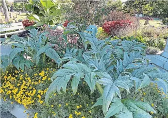  ??  ?? KATHY RENWALD PHOTOS A big, elaborate cardoon anchors a prominent bed near the cemetery’s 1852 gatehouse.
Below: Easy-to-grow castor bean plants add height to the beds at the Hamilton Cemetery.