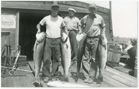  ??  ?? Back in the day: Bub Kohn (right) and his mate Charlie Assencio hoist a nice bunch of stripers on a covered barge in Great Kills Harbor.