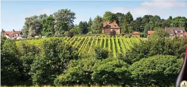  ?? ?? Home-grown: An English vineyard and, inset, Wythall’s award-winning Pinot Noir