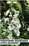  ?? ?? PENSTEMON ‘ARABESQUE APPLE BLOSSOM’