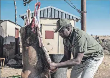  ?? Photo: Stefan Heunis/afp ?? Prohibited: A staff member at a game reserve skins a hunted antelope. Last month, the Eastern Cape banned game meat that is not slaughtere­d at an abbatoir, but hunters say this does not take the realities of their industry into account.