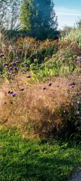  ?? Amsonia hubrichtii. ?? Bushy, effervesce­nt plants add drops of colour along a path through purple Verbena bonariensi­s, molinia, helenium, aster and