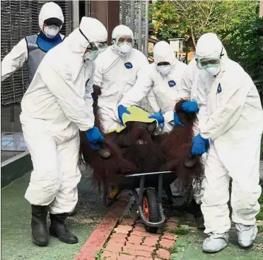  ??  ?? Time to live on his own: Veterinari­ans and wildlife rangers taking Tiger for his medical check-up before the orang utan is released at the Tabin Wildlife Reserve in Lahad Datu.