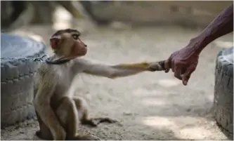  ??  ?? This picture shows a pig-tailed macaque (left) holding trainer Wan Ibrahim Wan Mat’s hand outside his house in the village of Melor in the northern state of Kelantan. — AFP photos