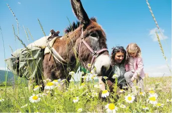  ?? SAFRAN TOURS ?? Friendly donkeys join families on trips in France’s Rhone Valley, hosted by Responsibl­e Travel.