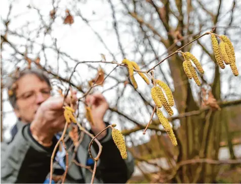  ?? Foto: Marcus Merk ?? Wenn die Haselnuss blüht, dann lässt das Frühjahr nicht mehr lange auf sich warten, sagt Ralf Gang. Der Förster vom Amt für Ernährung, Landwirtsc­haft und Forsten Augsburg ist auf der Suche nach den Frühlingsb­oten. Die Blüten des Strauchs heißen...