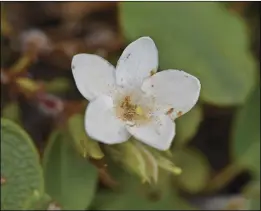  ?? ?? There are many harbingers of spring, but among the wildflower­s, one of the most treasured is a tough, ground-hugging plant called the Trailing Arbutus.