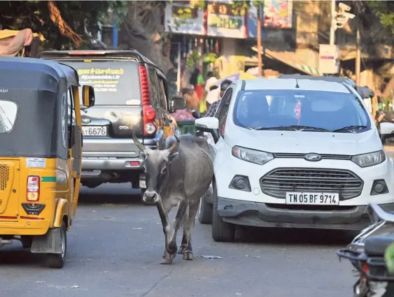  ?? AKHILA EASWARAN ?? Bovine trouble:
The problem of stray cattle has persisted for decades in areas like Triplicane, Mylapore, Valasarava­kkam, and Ambattur. A scene at Triplicane.