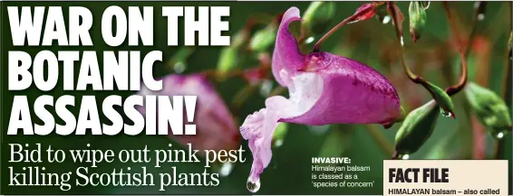  ??  ?? INVASIVE: Himalayan balsam is classed as a ‘species of concern’