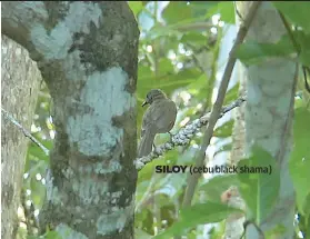  ??  ?? SILOY (cebu black shama)