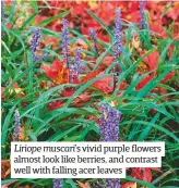  ??  ?? Liriope muscari’s vivid purple flowers almost look like berries, and contrast well with falling acer leaves