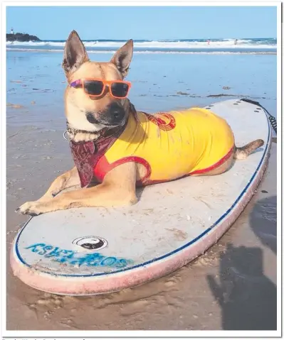  ?? Picture: BRIAN REICHELT ?? Zoe the Wonder Dog loves to surf.