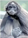  ??  ?? A spider monkey cub (Ateles hybrids), born two days ago, and its mother are pictured, at Santa Fe zoo, in Medellin, Antioquia department. — AFP photo