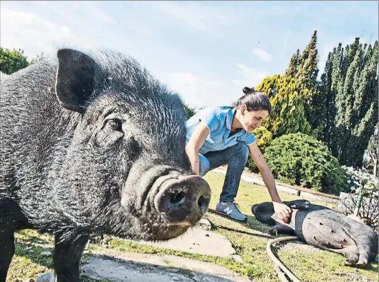  ?? KIM MANRESA ?? La Peggy, l’Alba i en Pantxo.
Aquesta jove de la Floresta viu amb dos porcs vietnamite­s, uns animals molt afectuosos