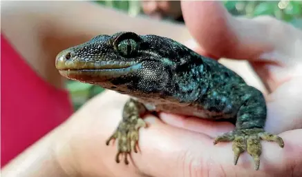  ??  ?? A Duvaucel’s gecko released into the Bay of Islands.