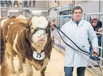  ?? Marr. Pictures: Wullie ?? Clockwise from top: Overall champion Islavale Islander; Saler champion Rigel Lancer Poll; shots of the Simmental showing; Junior champion, Woodhall Instinct.