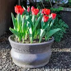  ?? ?? TOP LEFT Colourful ‘Ile de France’ Triumph Group tulips in late September – they make excellent container plants in spring and are weather resistant.