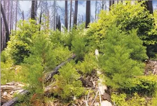  ?? Bryant Baker ?? ABUNDANT giant sequoia regenerati­on where high-intensity fire killed mature trees in 2017.