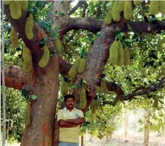  ??  ?? Kamal Golchcha of Chandrapur district earned 50,000 this year from his two-hectare plantation