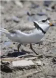  ?? DAVID COOPER/TORONTO STAR ?? The piping plover, not seen in Toronto for more than 80 years, had returned earlier this month.
