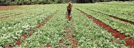  ?? DIRCEU PORTUGAL/FOTOARENA - 6/2/2017 ?? No topo da lista. Agropecuár­ia foi destaque no Caged de junho com o setor abrindo 36,8 mil postos de trabalho formal