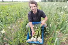  ??  ?? Frederic Theriault harvests garlic at his farm in Les Cedres, Que. Ste-Anne-de-Bellevue hosts a garlic festival Aug. 26.