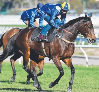  ?? FLYING START: Winx during her victorious barrier trial at Randwick yesterday. ??