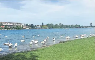  ?? Die Presse/Winroither ?? Die Zahl der Schwäne auf der Alten Donau war am Sonntag bemerkensw­ert.