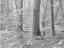  ?? BRUCE A SCRUTON/NEW JERSEY HERALD ?? Large hardwoods flank Hornbeck Creek in the Delaware Water Gap National Recreation Area.