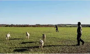  ?? ?? Foxhounds run amongst members of the North London Hunt Saboteurs during the Thurlow Fox Hunt.