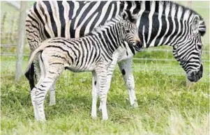  ??  ?? Zebras are among the exotic animals at the zoo which will have to be rehomed