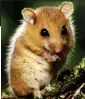  ??  ?? The hazel dormouse