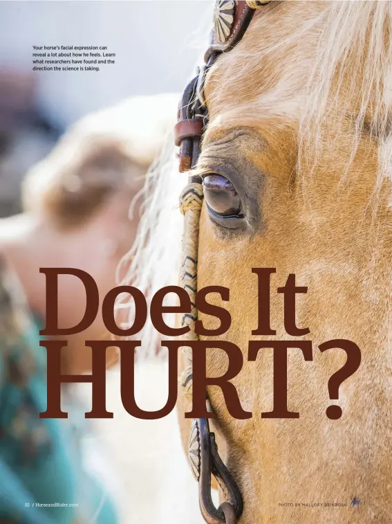  ??  ?? Your horse’s facial expression can reveal a lot about how he feels. Learn what researcher­s have found and the direction the science is taking.